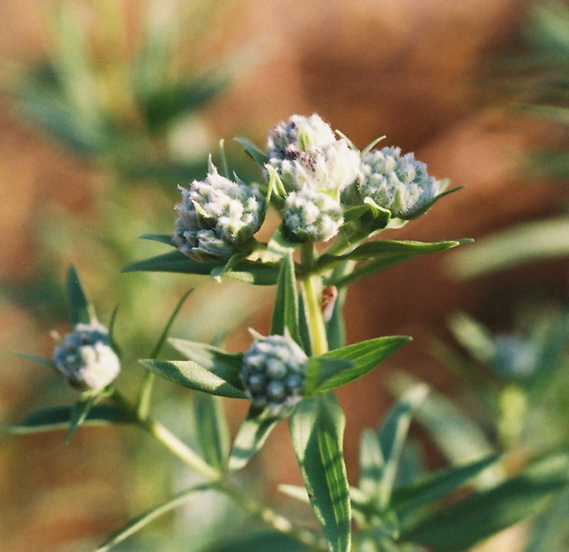 Whorled Mountainmint Picture