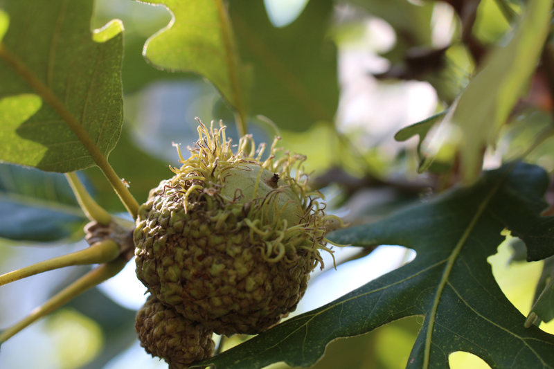 Bur Oak Picture