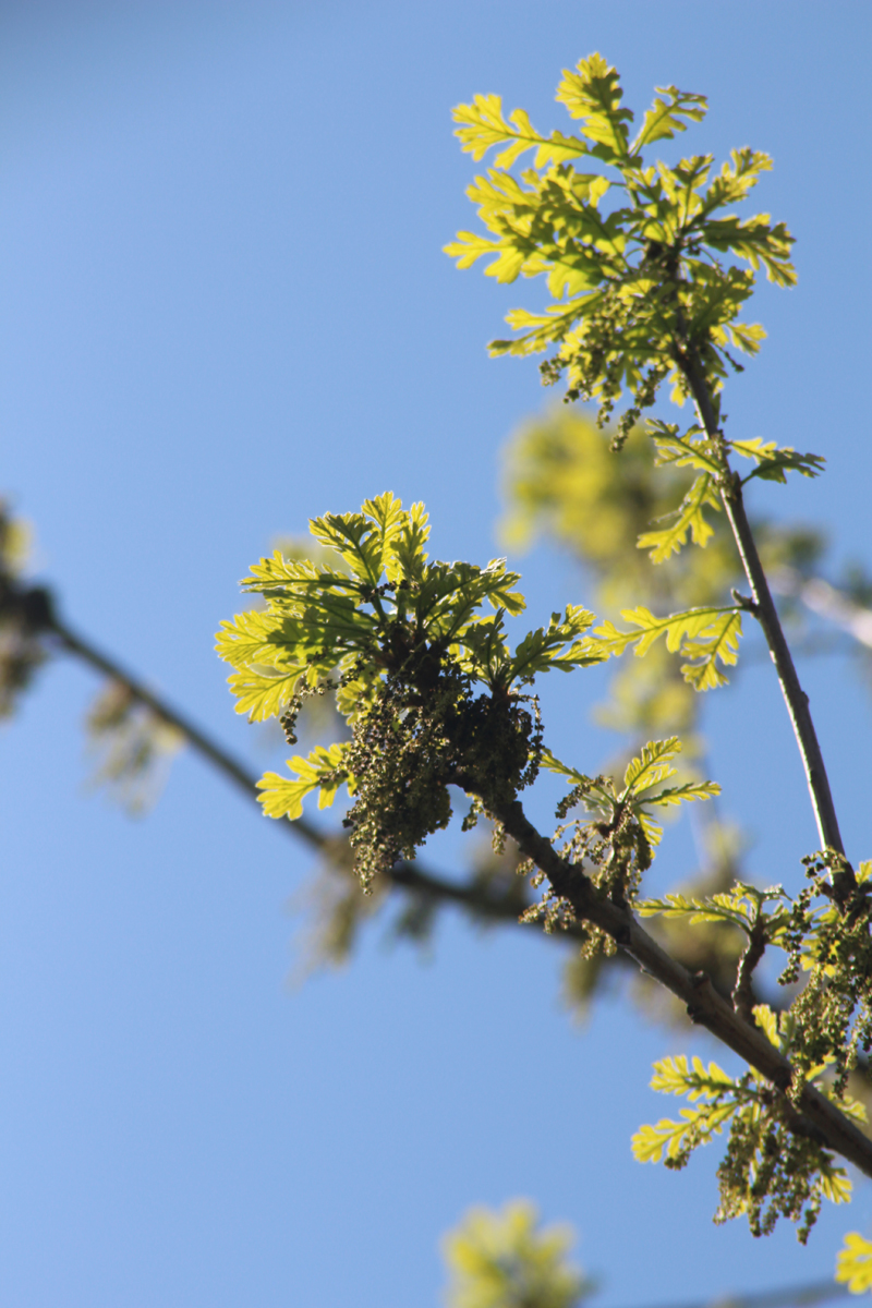 Quercus macrocarpa, Bur Oak at Toadshade Wildflower Farm