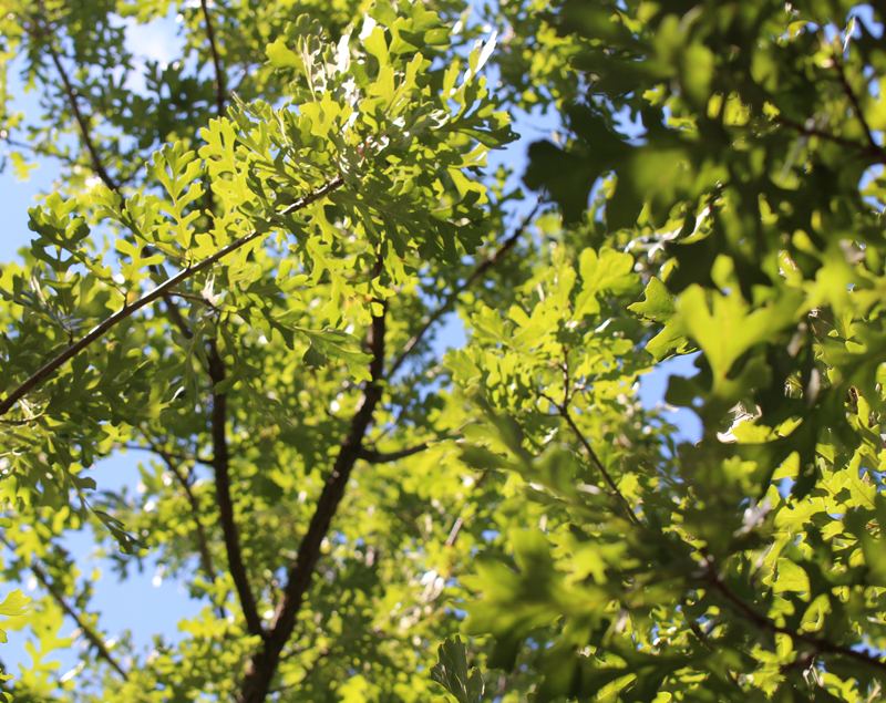 Quercus macrocarpa, Bur Oak at Toadshade Wildflower Farm