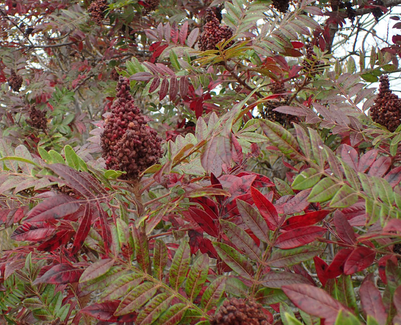 Winged Sumac Picture