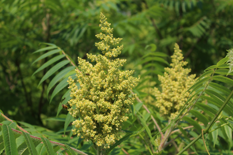 Staghorn Sumac Picture