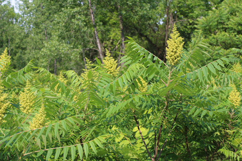 Staghorn Sumac Picture