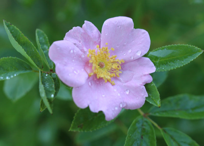 Swamp Rose Picture