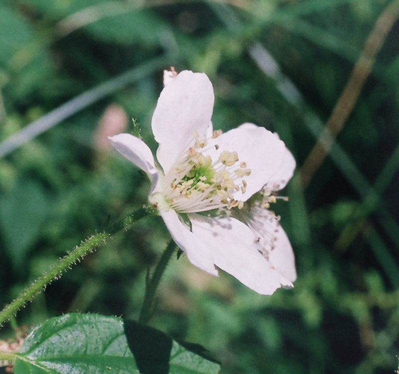 rubus allegheniensis thorn