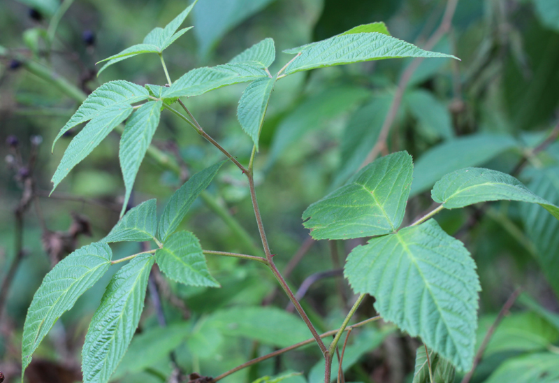 rubus allegheniensis thorn