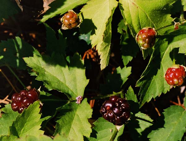 Northern Dewberry Picture