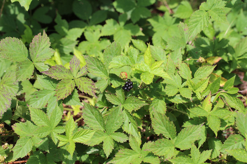 Northern Dewberry Picture