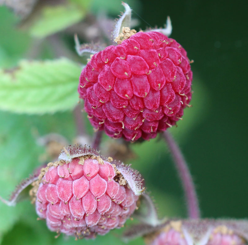 American Red Raspberry Picture