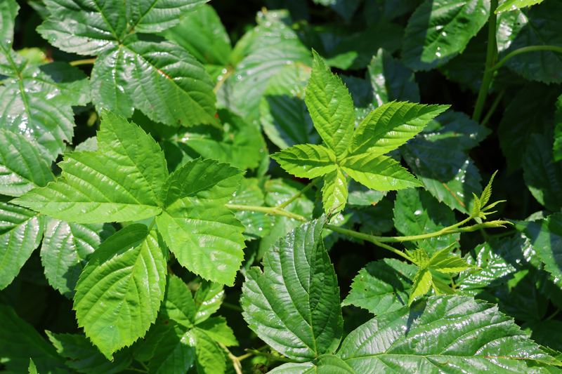 Arching Dewberry Picture