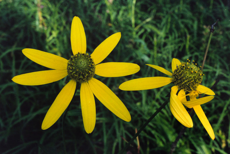 Rudbeckia laciniata, Tall Coneflower at Toadshade Wildflower Farm