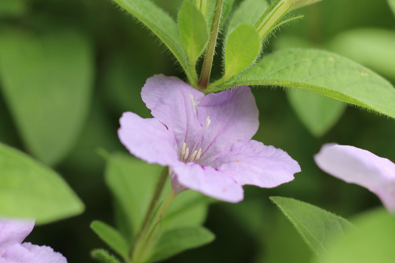 Wild Hairy Petunia Picture
