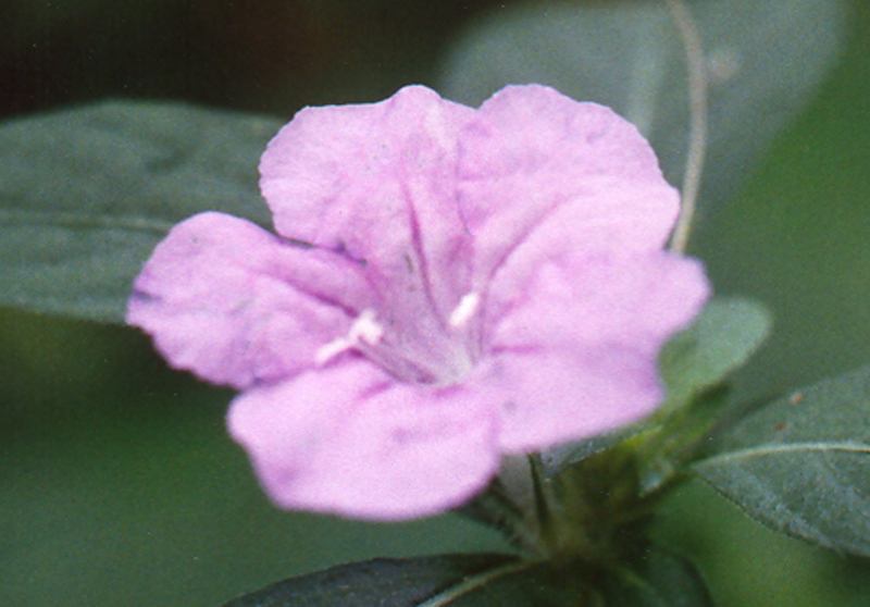 Wild Smooth Petunia Picture