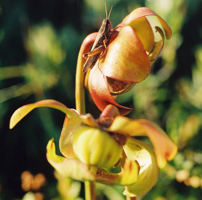 Purple Pitcher Plant Picture