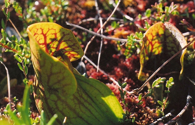 Purple Pitcher Plant Picture