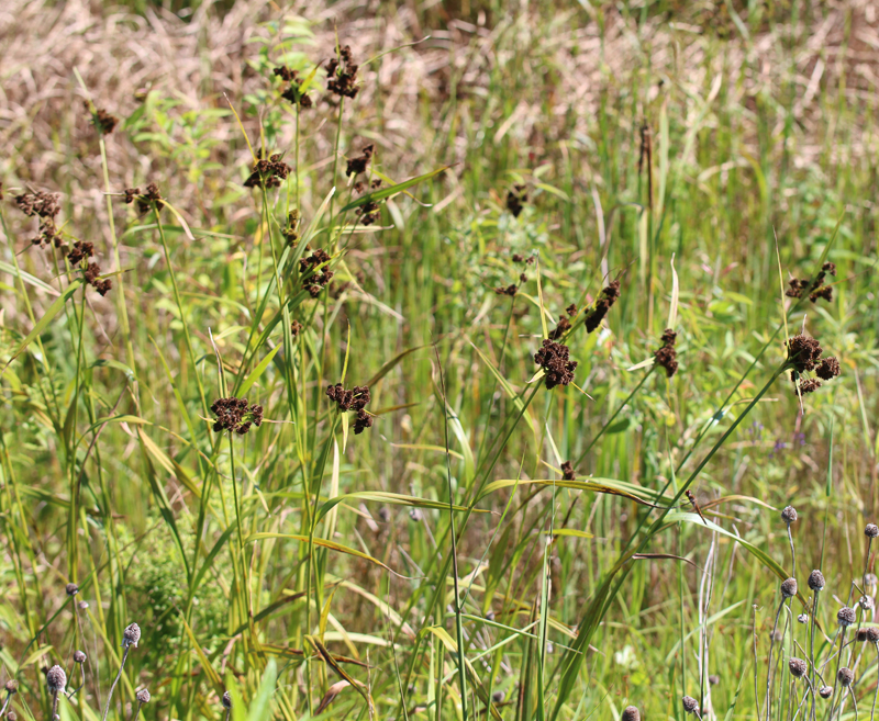 Cloaked Bulrush Picture