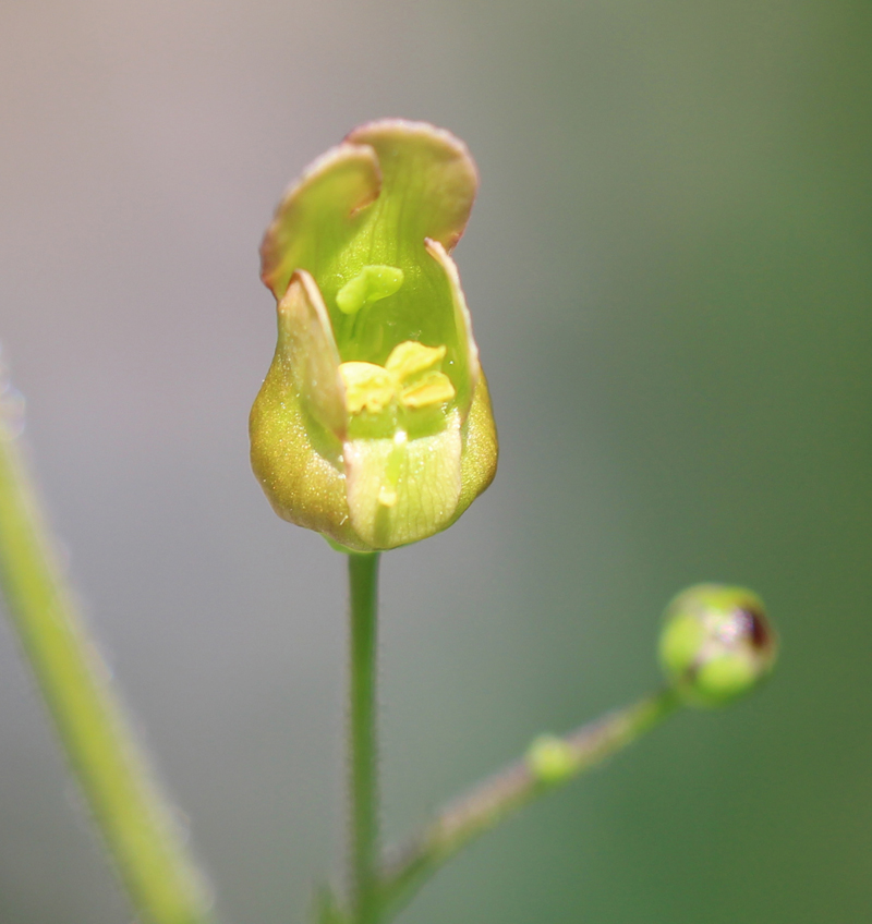 Early Figwort Picture