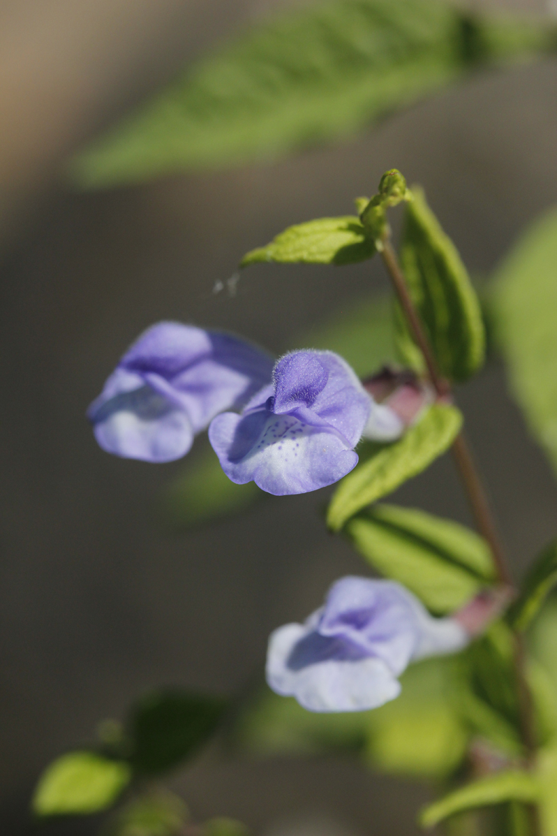 Hooded Skullcap Picture