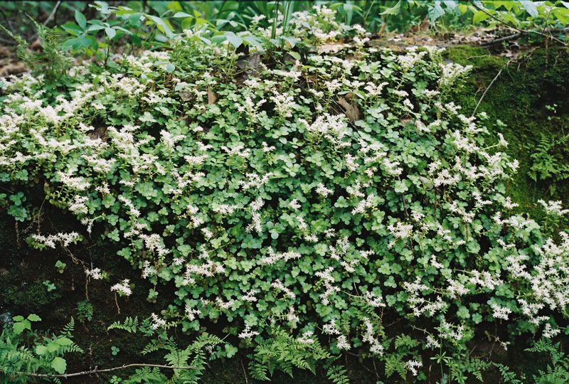 Wild Stonecrop Picture