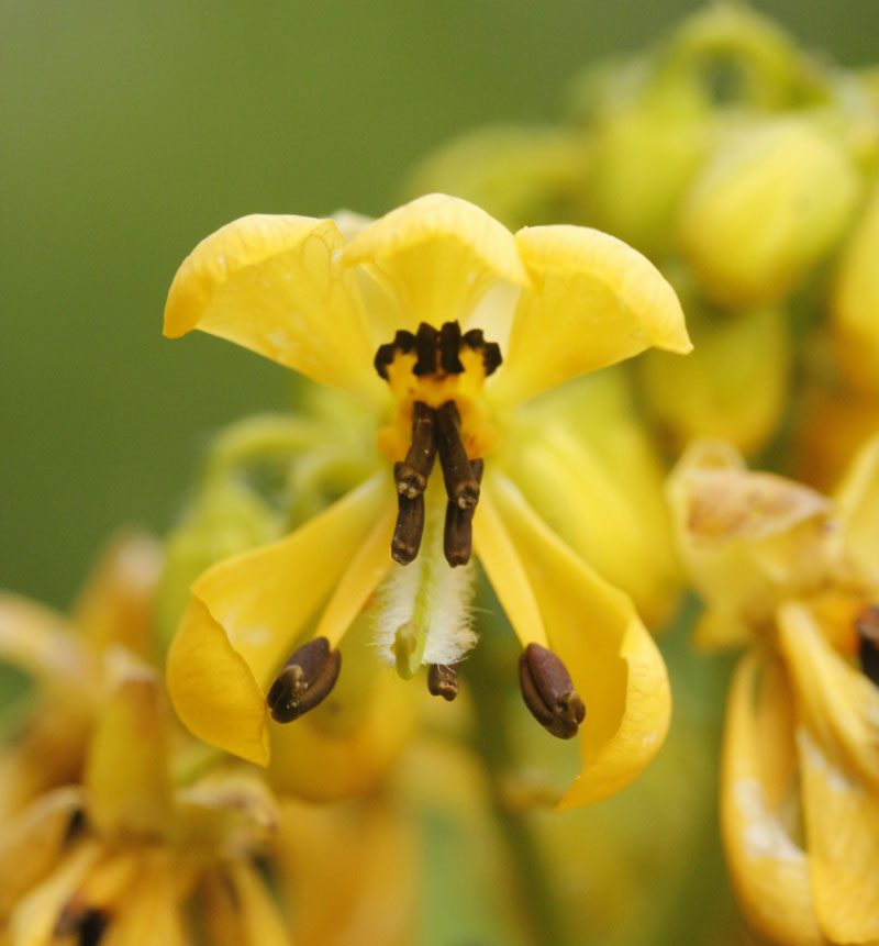 senna hebecarpa seed pods