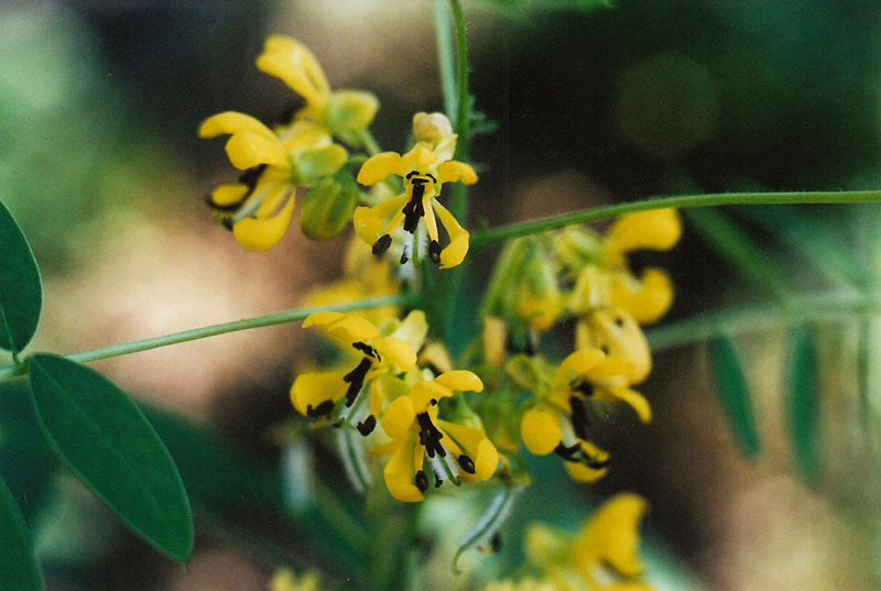 Wild Senna Seeds – Vermont Wildflower Farm