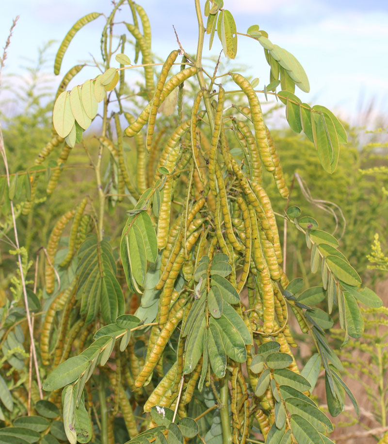 senna hebecarpa seed pods