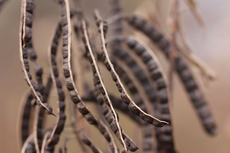 senna hebecarpa seed pods