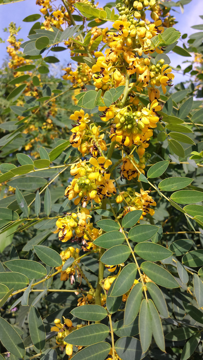 Senna marilandica, Maryland Senna at Toadshade Wildflower Farm