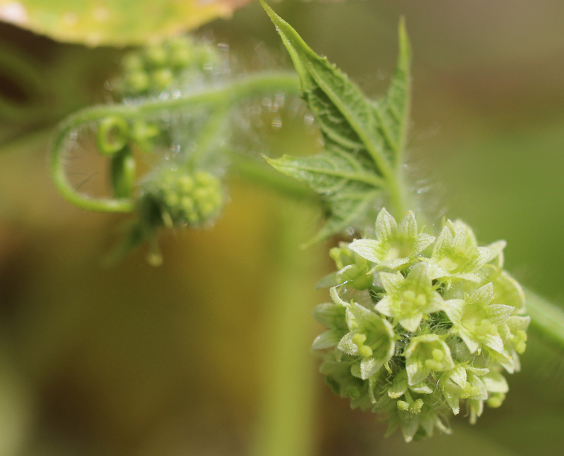 One-Seeded Bur Cucumber Picture