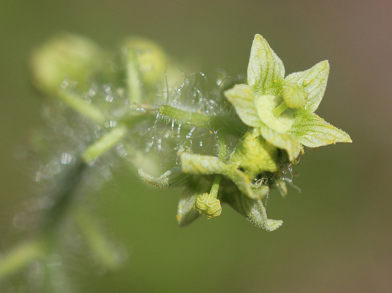 One-Seeded Bur Cucumber Picture