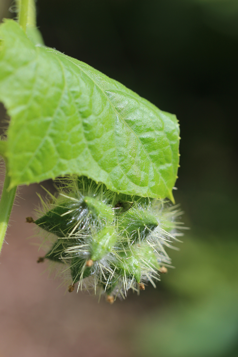 One-Seeded Bur Cucumber Picture