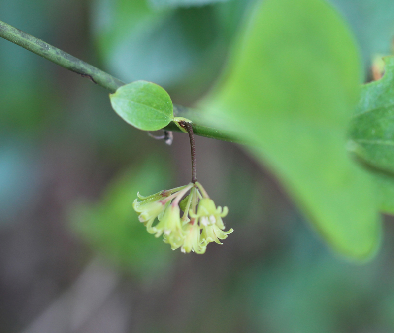 Roundleaf Greenbrier Picture