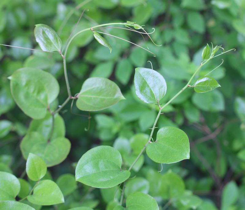 Roundleaf Greenbrier Picture