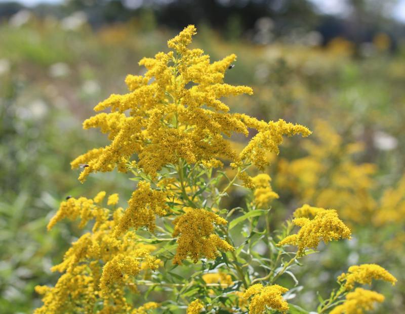 Late Goldenrod Picture