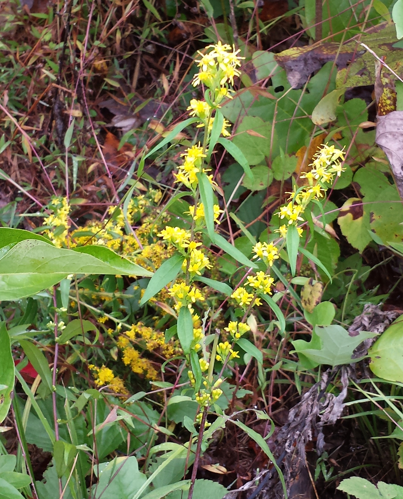 Solidago caesia, Wreath Goldenrod at Toadshade Wildflower Farm