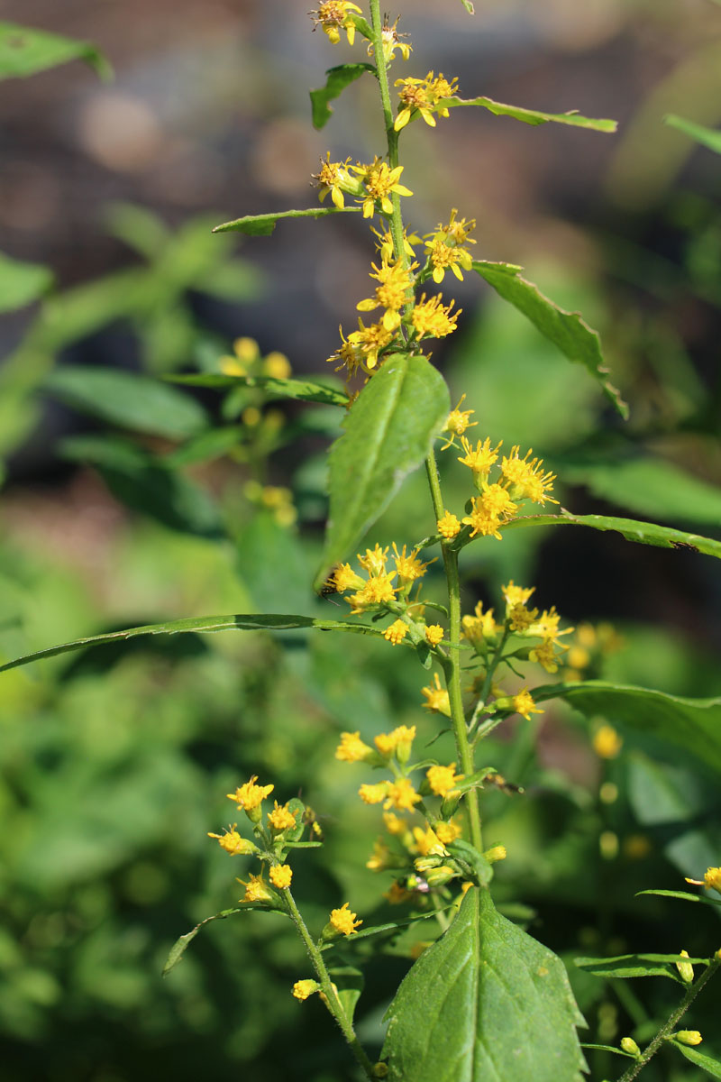 zigzag plant flower