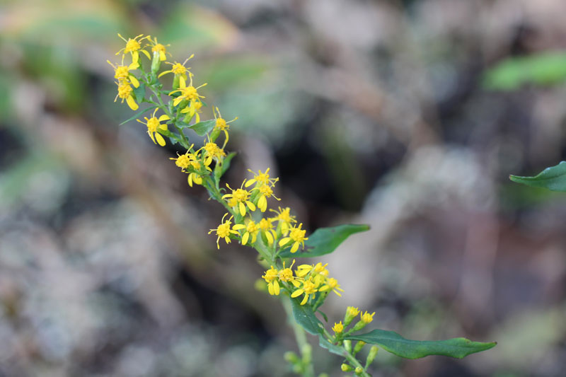 Zig-zag Goldenrod Picture