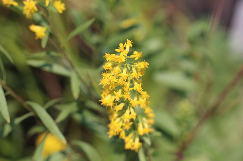 Showy Goldenrod Picture