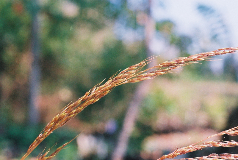 Indiangrass Picture