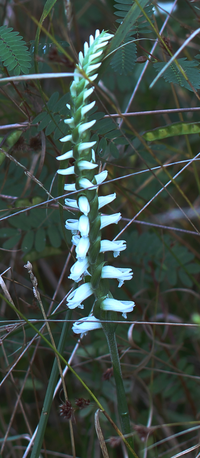 Nodding Lady's tresses Picture