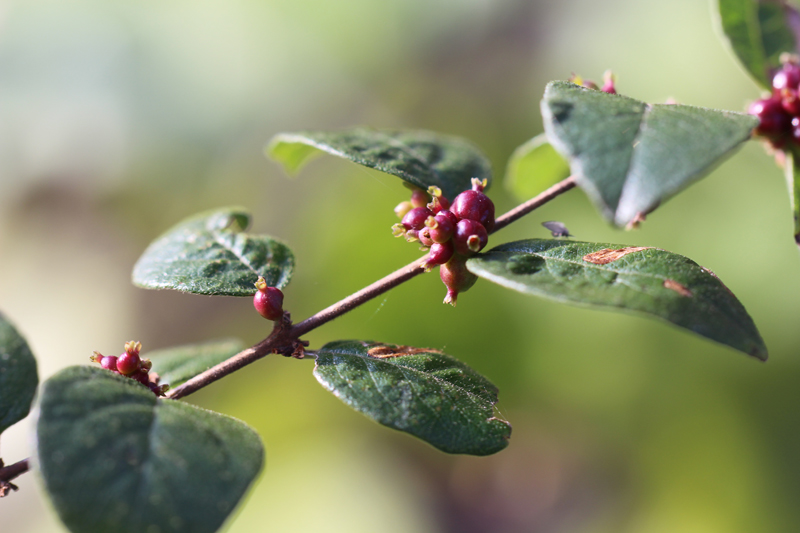 Coralberry Picture