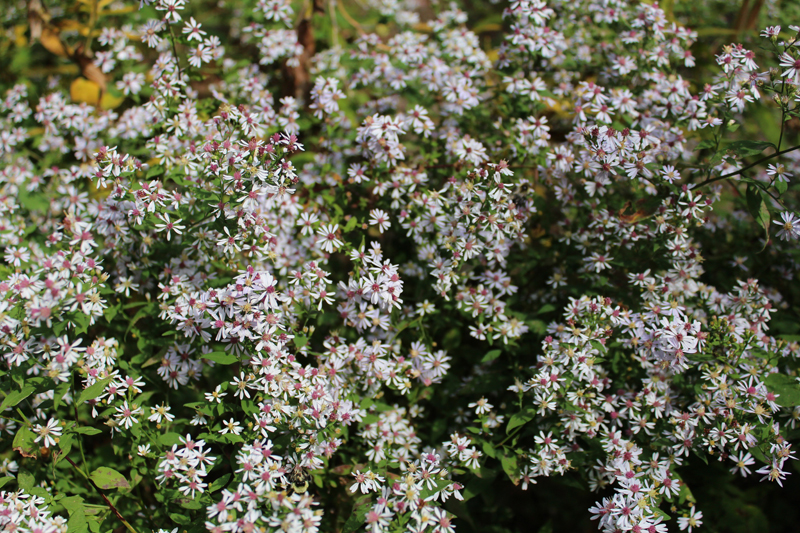 Heart-leaved Aster Picture