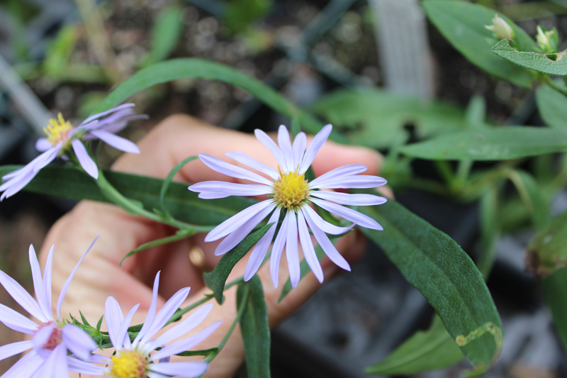 Smooth Blue Aster Picture