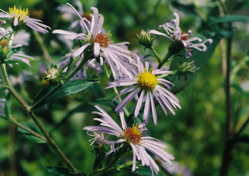 New York Aster Picture