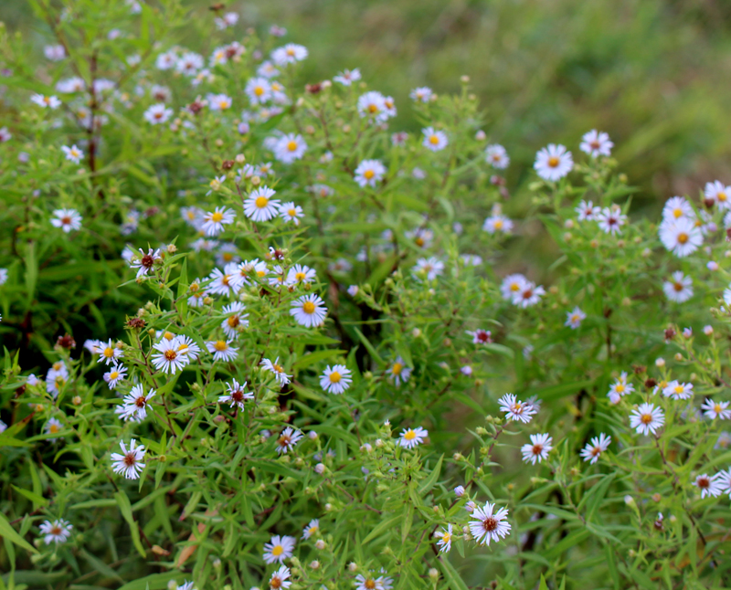 New York Aster Picture