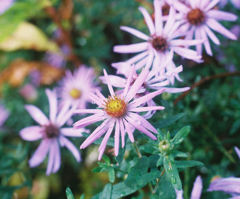 Aromatic Aster Picture