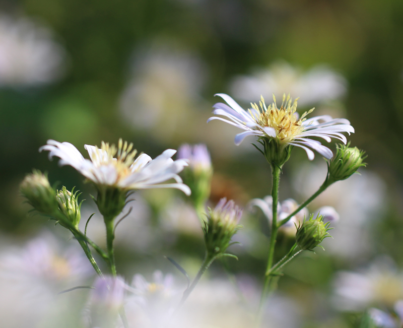 Frost Aster Picture