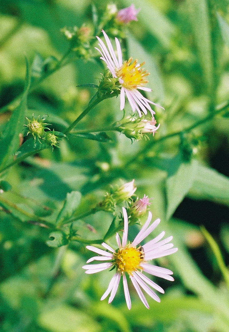 Purple Stemmed Aster Picture