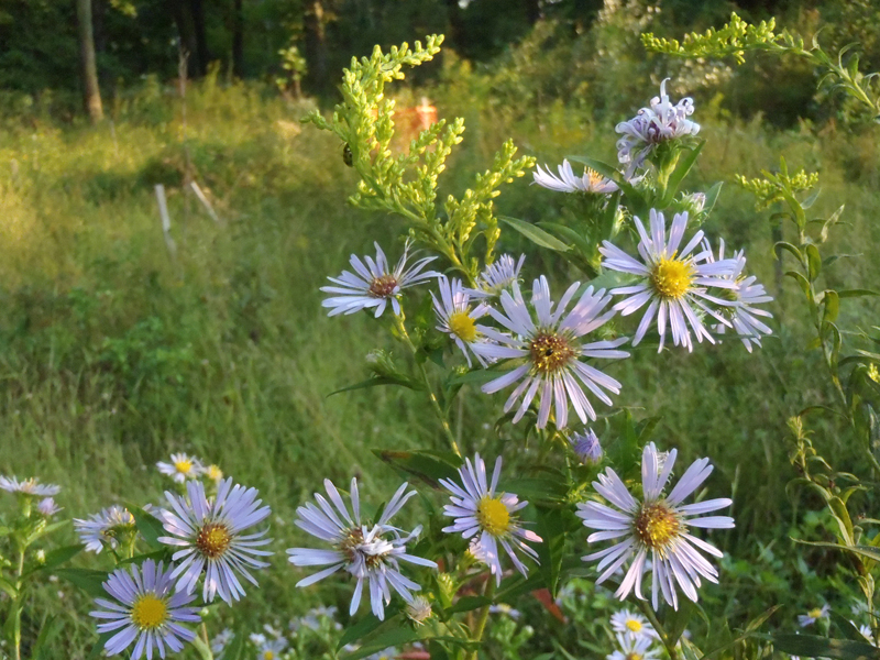 Purple Stemmed Aster Picture