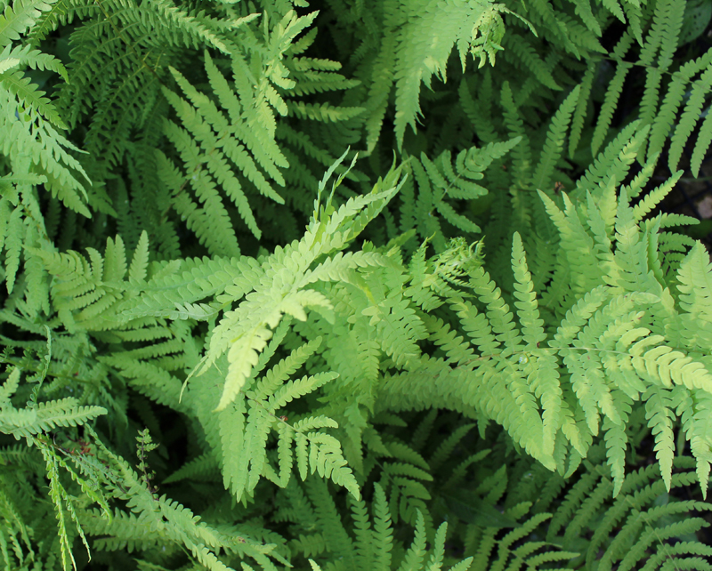 Marsh Fern Picture